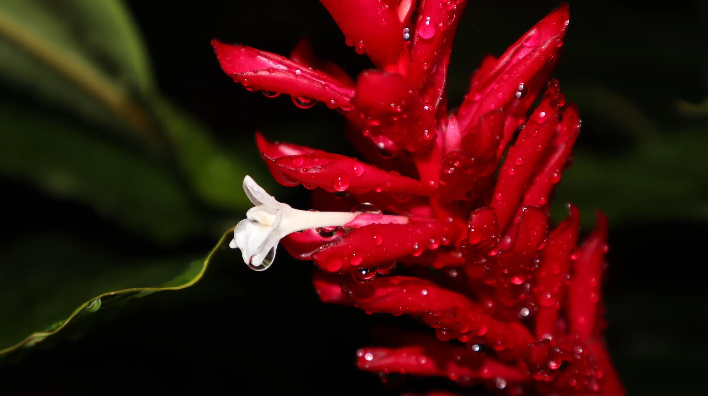 Dew