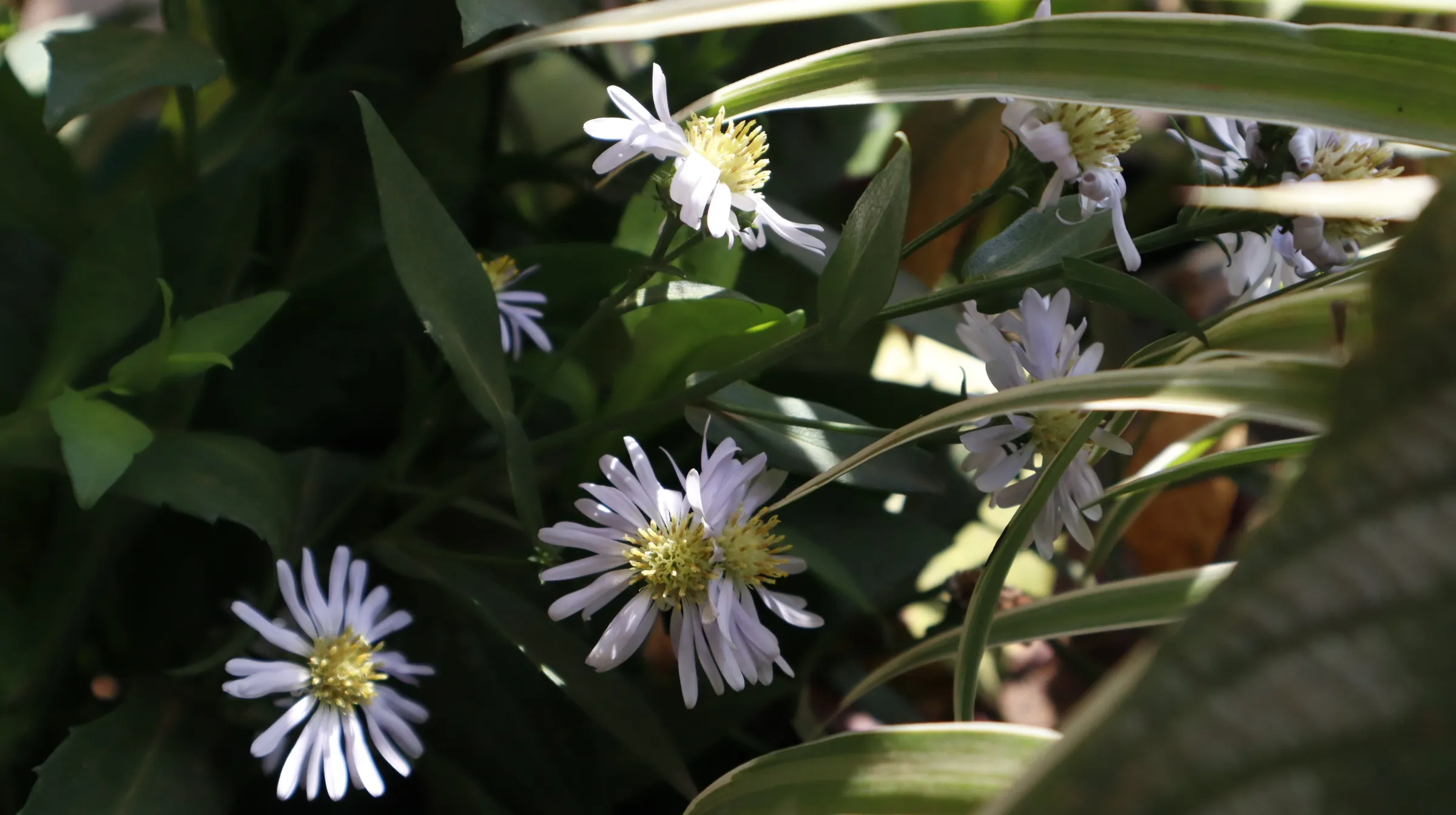 Daisies