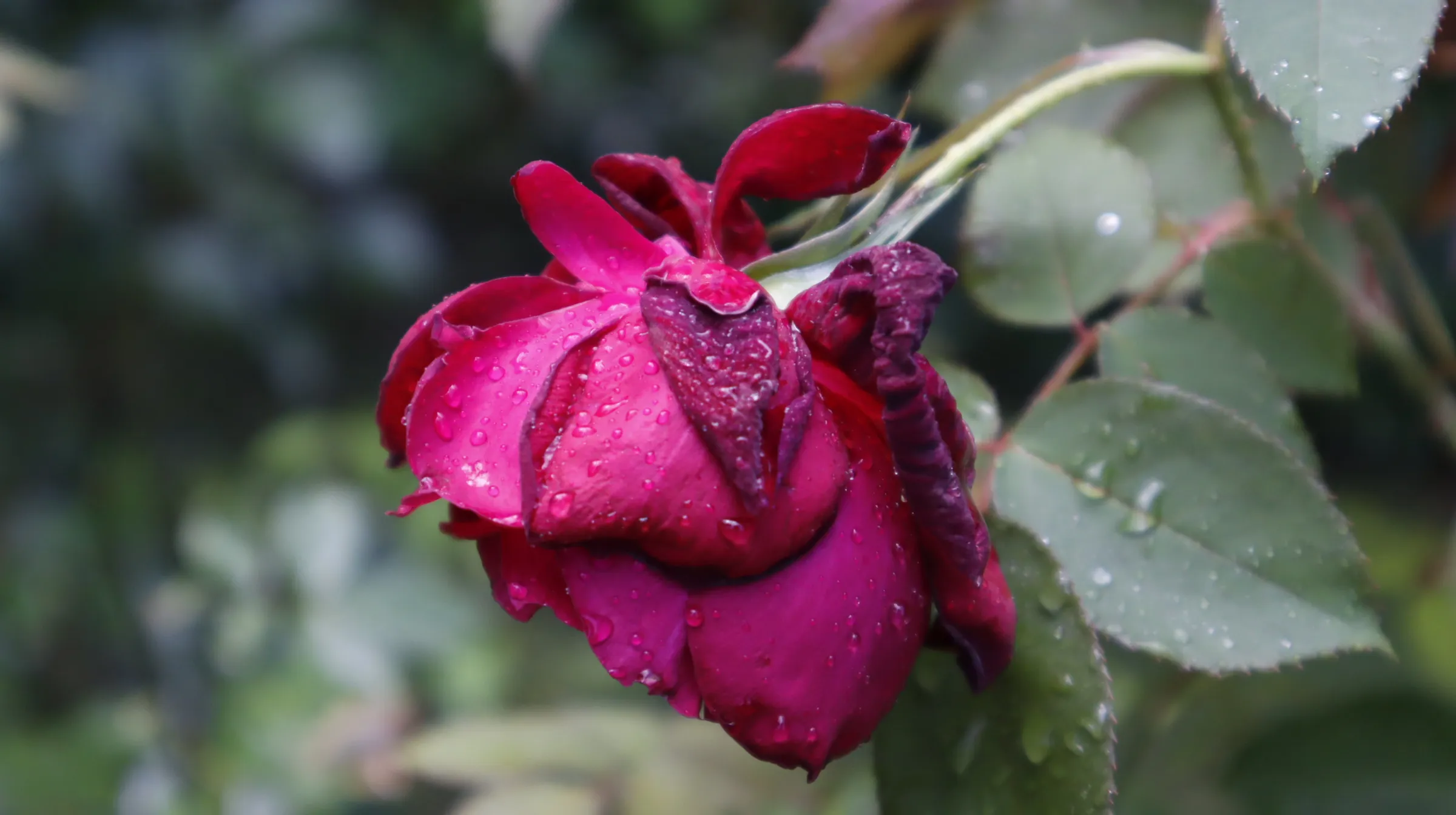 Rose flower on a rainy day